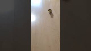 혼나고있는 노란머리카이큐 오봉이