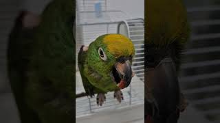 #땅콩먹기 #돌려까기 