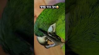 앵무새 펠렛 먹기 #앵무새 #한스마카우 #앵무새먹이 #앵무새펠렛 #반려동물 #반려조 #쥬프림 #parrot #pet #petbird #hansmacaw #bird #birb