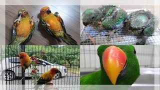 [대구앵무새농장]썬코뉴어 와 뉴기니아 앵무새이유조 입니다.