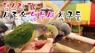 퀘이커,코뉴어, 썬코뉴어, 왕관 앵무새들 만나보즈아!!…