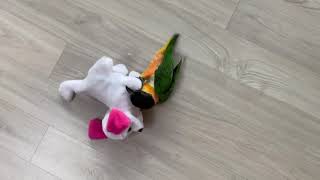 Caique parrot wrestling with a toy puppy. 장난감 강아지와 씨름하는 검은머리카이큐