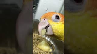 카이큐 사과 먹방 asmr #mukbang #카이큐