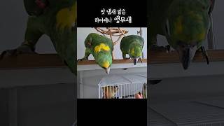 하이에나같은 앵무새 먹보들 #아랑사랑 #아마존앵무새 #talkingparrot #parrot