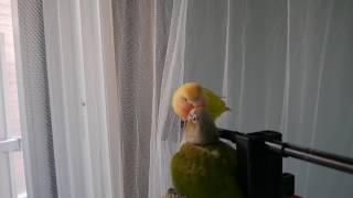 모란이 코뉴어 아기 육추해주네요.