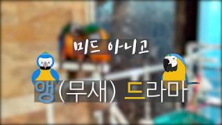 [앵무새드라마]아기 앵무새도 사랑을 할까?