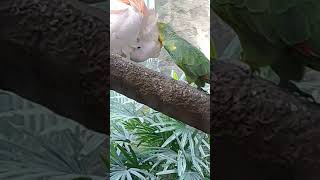 붉은관유황앵무 털 골라 주는 다정한 푸른이마아마존앵무 서울대공원 동물원 열대 조류관 2025년 1월 08일