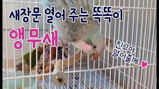 똑똑이 블루퀘이커 - 친구 앵무새 새장문 열기 quak…