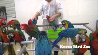 Korea Bird ZooMacaw, Amazon et…