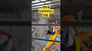 앵무새 드라이아이스 반응 #금강앵무새 #홍금강 #청금강…