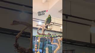 [청아]앵무새에게 밥 먹었냐고 물으면 #말하는앵무새 #…