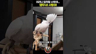 이러니 입덕할 수밖에... 앵무새 사랑해!!!