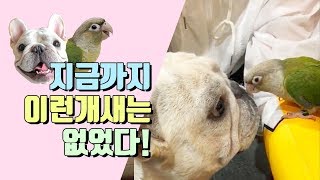 &quot;이런 개새들&quot;프렌치불독 구니와 코뉴…