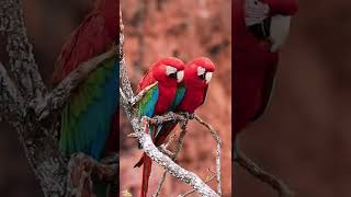 Dating red and green macaw. Na…