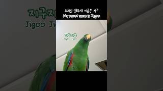 [지구] 내 이름은 지구 / 지구지구 / My parrot name is Jigoo / JigooJigoo