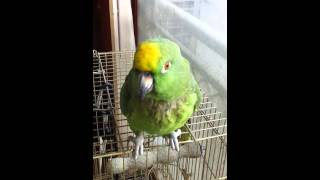 아마존앵무의 인사