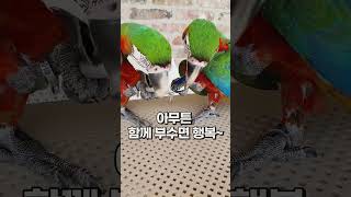 할리퀸 마카우 앵무새 함께 부수면 행복~ 가평 아마조나…