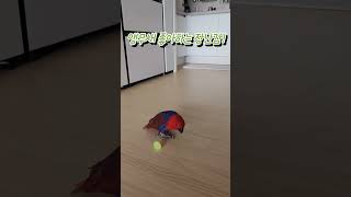 앵무새가 좋아하는 장난감? 장난끼많은 #앵무새 #앵무새키우기