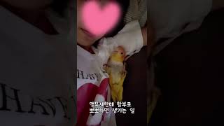 앵무새한테기습뽀뽀하면? #귀여운 #강아지 #parrot…