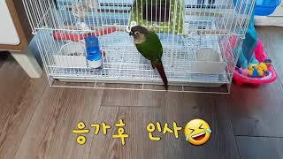 #앵무새  #앵무새말하기 코뉴어앵무새는 말을 못한다고요…