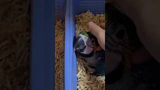 청금강, 한스마카우, 뉴기니아 앵무새