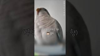 꾸꾸 우람하게 찍으면서 따라하다 응징당하는 형#홈캠화질#퀘이커앵무송꾸꾸