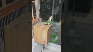 앵무새(코뉴어)는 바나나를 좋아할까요?