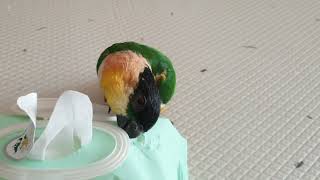 Caique Parrot Playing With Wet…