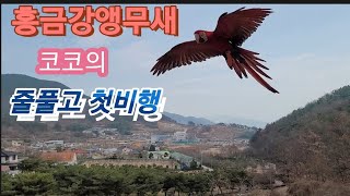 홍금강앵무새 코코의 첫비행