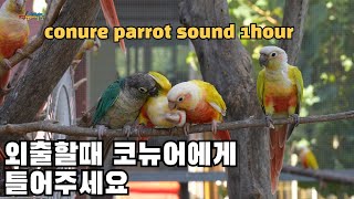 외출할때 집에 있는 코뉴어들에게 친구들의 이야기를 들려주세요 When you go out, tell your friends' stories to the Conure at home