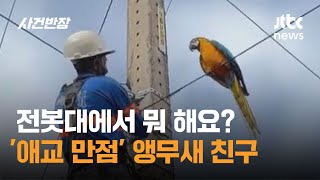 전봇대에서 뭐 해요? '애교 만점' 앵무새 친구 #글로벌픽 / JTBC 사건반장