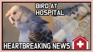 아기 애완동물 미국 동물병원에 데려갔어요. 죽기 직전까…