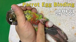 코뉴어 알막힘 처치 영상 - Parrot Egg Bin…