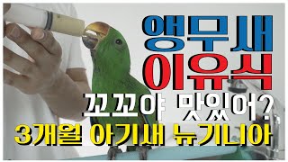 weaning food for parrots 아기앵무새…