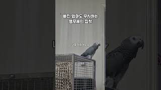 삐진 엄마도 무시하는 앵무새의 집착 / 회색앵무 랄라 …