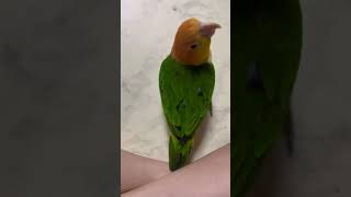 앵무새 카이큐 사랑과전쟁 시즌2