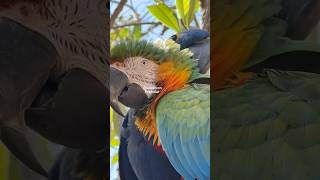 Bird Massages his MACAW brother colorful head