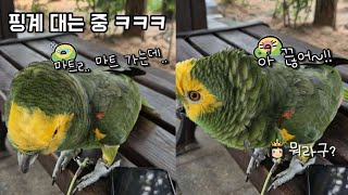 [수리] 엄마랑 통화하는 앵무새 / 심부름 가기 싫대요 #말하는앵무새