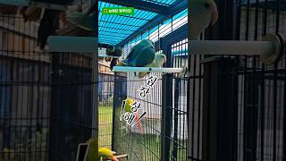 앵무새를 키우면;;; #앵무새#parrot #귀여운앵무새 #모란앵무##사랑스러운앵무새 #웃긴영상 #아침#열심#늘해 #늘해랑