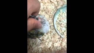 썬코뉴어 아기랑 친해지기