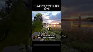 앵무새가 너무멋진 저녁노을보고 하는말 ~와우 따라쟁이 …