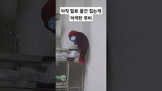 #birds #asmr #parrot #뉴기니아앵무새