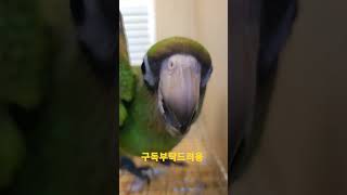 쟈딘앵무새 울음소리 #shorts