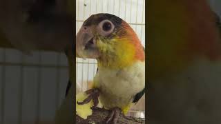 사과를 맛있게 아삭아삭 생기발랄 노랑머리 카이큐