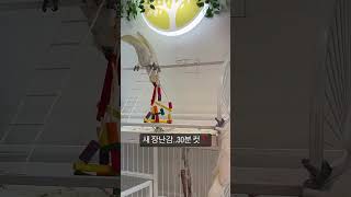 코카투는 장난꾸러기 #parrot #birds #birdslover #앵무새 #코카투 #엄브렐라코카투 #미디움코카투 #유황앵무