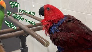 [지구젤리/일상] 씻고 싶은 앵무새 vs 나가고 싶은 앵무새