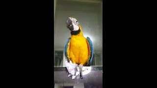 청금강 콴선생의 A4용지 뜯뜯파티 [BlueGold macaw QWAN]
