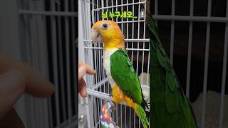 집사를 못알아보는 카이큐앵무새 #앵무새 #카이큐