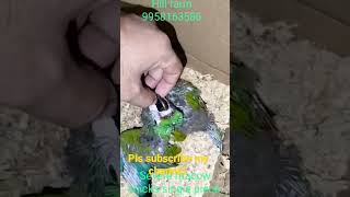 severe macaw chicks.Hill farm Junaid khan