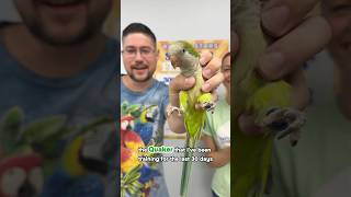 Quaker Parrot Goes to Parrot S…